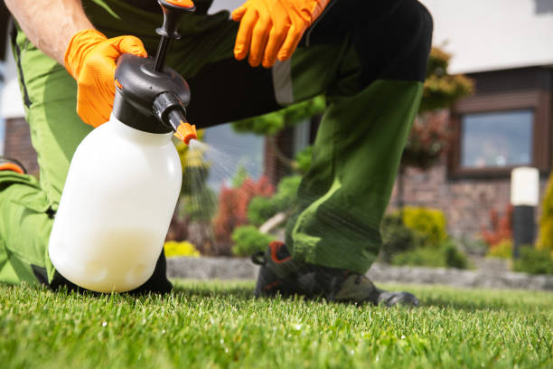 Best Insect Control  in St Anne, IL