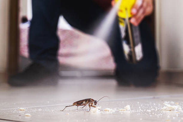 Best Exterminator Services  in St Anne, IL